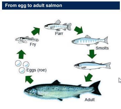 SALMON LIFE CYCLE Source: Bakkafrost Cycle of about 2-3 years Freshwater/hatchery (12 months): fertilization of eggs (roe) and fish is typically grown to approximately 100-150 grams in a controlled