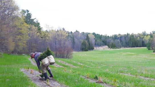 Stewardship Services Private Land Forestry Assistance Provide a quality, cost-effective tree planting program plant 200,000+ trees in 2019 Provide a full-service planting program to landowners