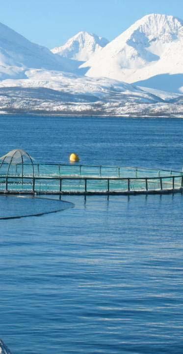 Lerøy Seafood Group ASA Production capacities 105 licenses for salmon farming Global distribution network Global distribution from Head Office in Bergen Local distribution and processing in Norway,