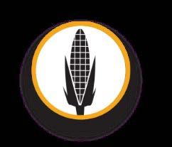 four agronomy locations Grain Agronomy Auburn- 2 Auburn Standish Oakley- 2