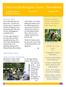 Croydon Beekeepers Assoc. Newsletter