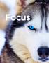 Focus. Annual Report 2017