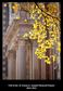 Table of Contents. On the cover: Yellow Leaves (in front of Old Main)