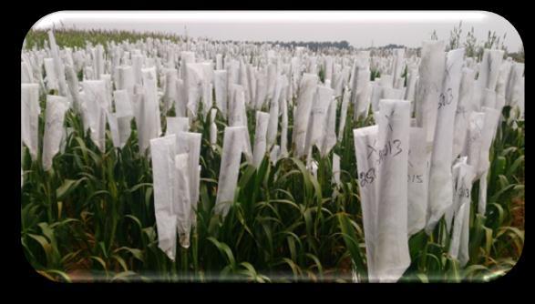 sesamum crop, fast growing genes in fodder bajara, dwarf genes in fennel, late and early maturing genes in mustard crop, compact and long spick in castor female etc. 5.