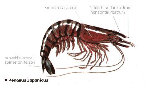 monodon, tolerate muddy bottoms and very low salinities and, unlike the above species, Chinese white shrimp readily mature and spawn in ponds.