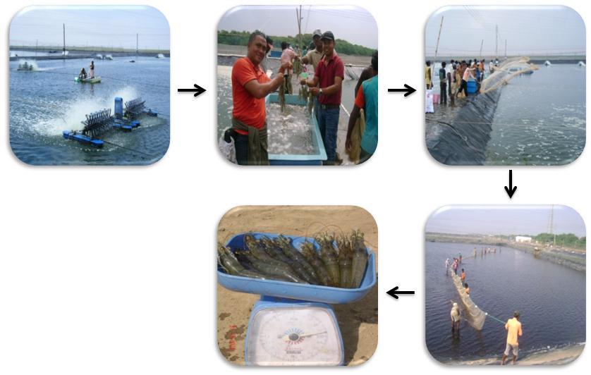 Harvesting Post 120 days of stocking with shrimp seeds, the shrimps can be partially harvested. Before harvesting of seeds, the same is sample tested by MPEDA.