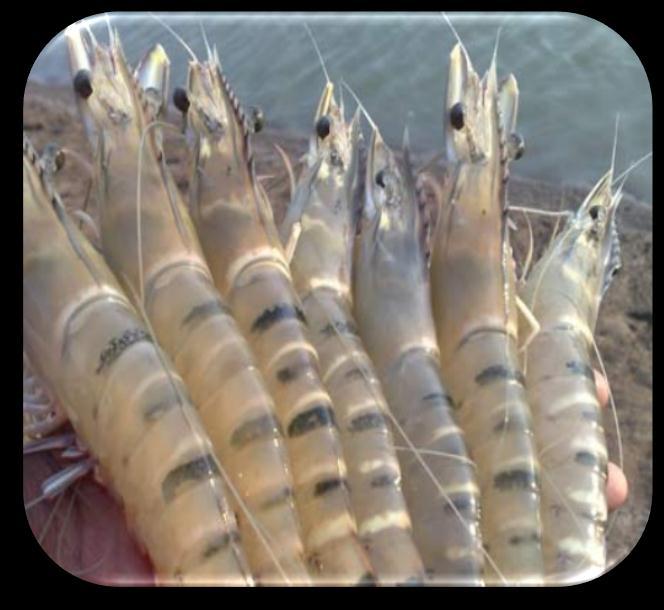 OUR PRODUCTS Our Product basket mainly consists of: Shrimps Shrimp Seeds Shrimp Feeds Probiotics & others Detailed description of the products: Our Company deals in: TIGER SHRIMPS (PENAEUS MONODON)