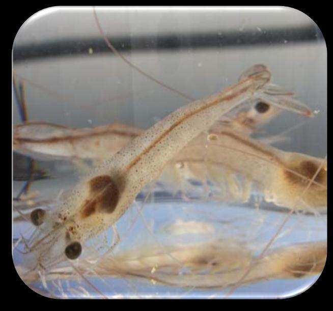 WHITE SHRIMP (L. VANNAMEI) Zeal Aqua Limited Draft Prospectus Whiteleg shrimp (Litopenaeus vannamei), also known as Pacific white shrimp, is a variety of prawn commonly caught or farmed for food.