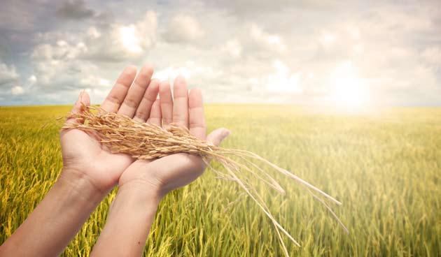 Crop Insurance in India Crop insurance in general has not been so successful across the globe in different countries. Policy makers have unrolled various avatars of crop insurance in different times.