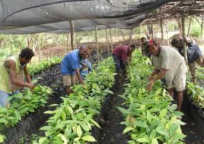 Developing a new budwood garden to supply 100,000 seedlings per quarter Cocoa farmers have
