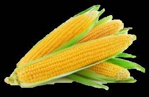 Consumer 3 4 Sweet Corn: As a trader of fresh corn; we are in position to provide best quality of packaged sweet corn and frozen sweet