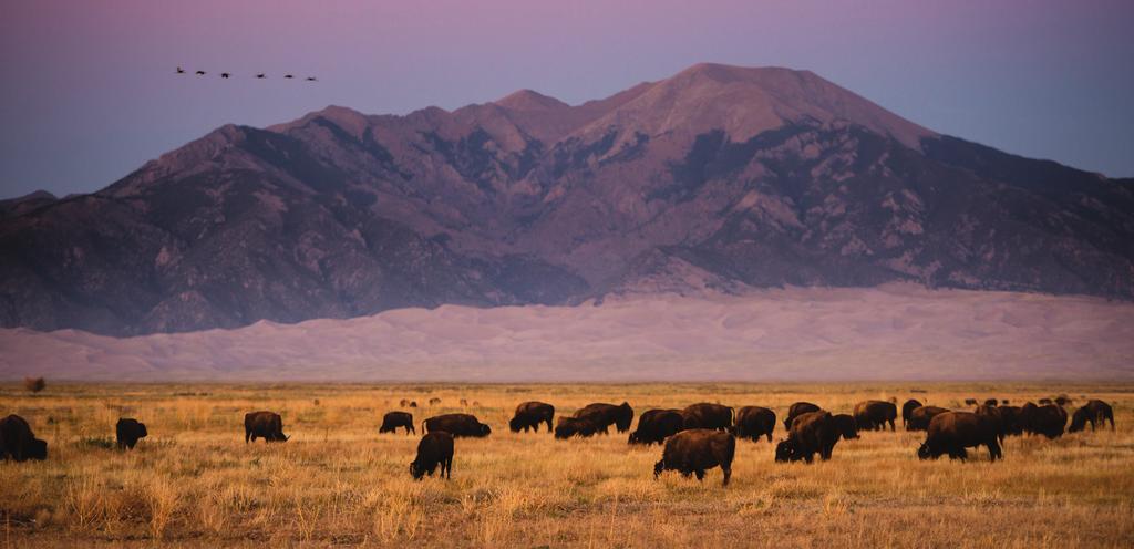 Bison grazing in Colorado Nick Hall.