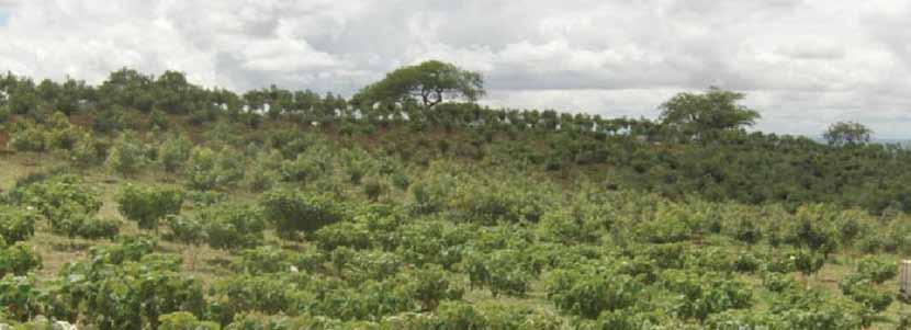 2011 Annual Report Teak plantation on open land adjacent to the factory Environment Upandaji wa mitiki sehemu ya wazi inayopakana na Kiwanda Mazingira Emissions of all the critical gases, namely