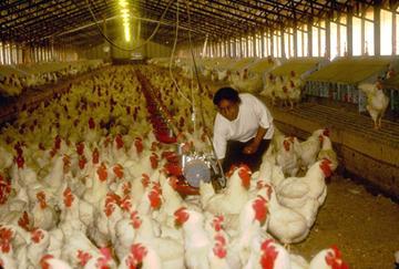 laying and broiler farms and hatcheries
