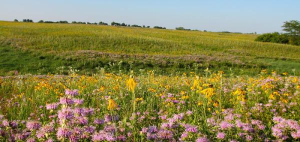 The Conservation Reserve Program (CRP) provides farmers and landowners with initiatives like this to achieve many farming and conservation goals.