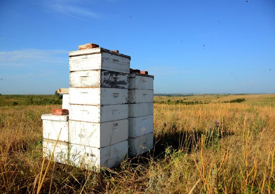 CRP Honey Bee Initiative Benefits High quality forage improves honey bee nutrition by establishing plants that provide pollen and nectar throughout the summer months.