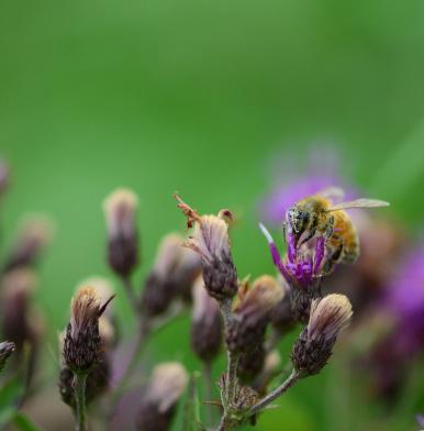 Offered as a mid-contract management opportunity, the Honey Bee Initiative offers landowners and farmers incentives to reduce the out-of-pocket expense for mid-contract management.