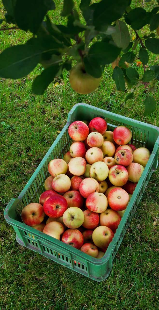 Crop Insurance for Apples Things to be aware of Projected prices are different for the different varietal groups, but you must have separate APH records for each of the varietal groups.