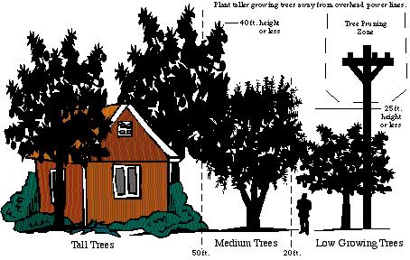 LOW GROWING TREES Below is a list of low growing trees that can be planted adjacent to overhead power lines.