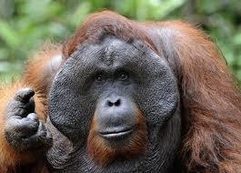 THE 800 POUND ORANGUTANS FACED BY