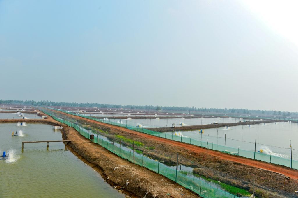 Farming Our Company has Shrimp farming in the surrounding areas of Kakinada processing plant.