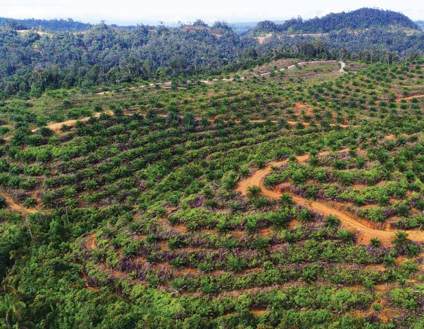 Management Discussion And Analysis PUNCAK NIAGA HOLDINGS BERHAD ANNUAL REPORT SEGMENTAL REVIEW PLANTATION OPERATIONAL PERFORMANCE If the MSPO is adhered to, palm oil products would be able to retail