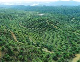 1 2 3 4 5 HOW WE CREATE VALUE THROUGH SUSTAINABILITY 6 7 8 9 10 11 Sustainability Statement We are managing a total of 3,600 hectares of HCV areas within our plantations in Murum, near Bintulu,