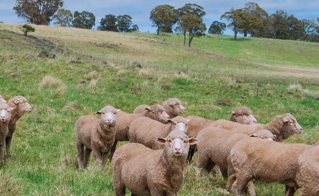Farm Management Deposits Available to primary producers, the Rabobank Farm Management Deposits (FMD) can help you set aside pre-tax income in the good years to help manage your business in the lower