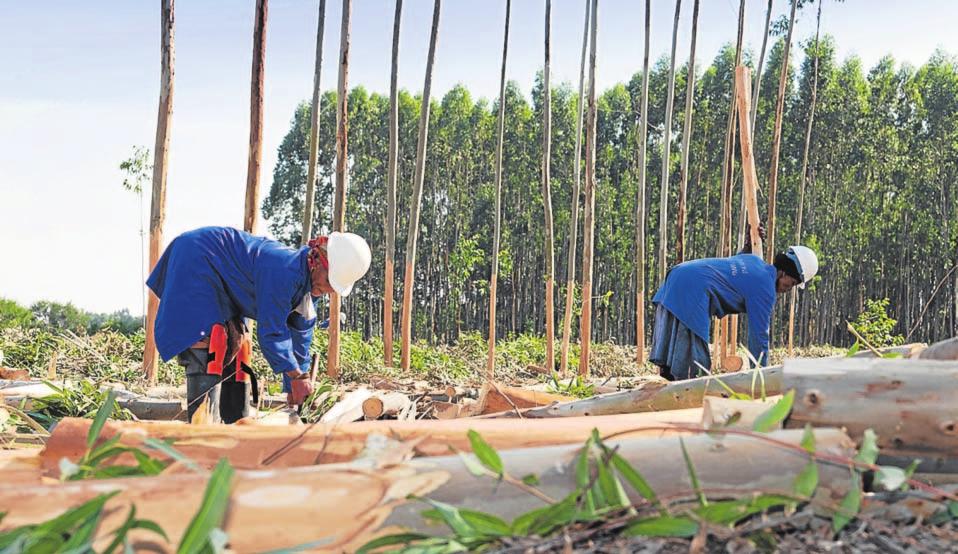 6 BusinessTimes November 18 Tree farming branches out APPI S Project Grow has all the features of an aggressive permanent job creation and entrepreneurship development programme, despite it being a