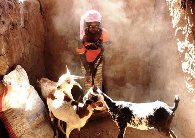 MALI Aicha feeding the goats she received through the CASH+ programme FAO/Sonia Nguyen Social Protection helps tackle vulnerabilities faced by rural households and plays a fundamental role in
