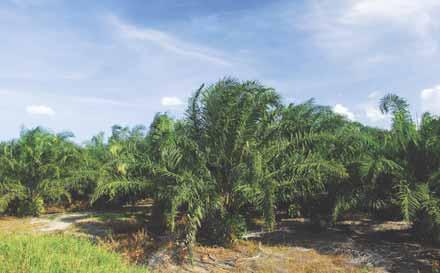 Chairman s Statement OPERATIONS REVIEW PLANTATION The oil palm plantation division has become the main contributor to the Group s revenue since the disposal of its Poultry and Feed Milling division