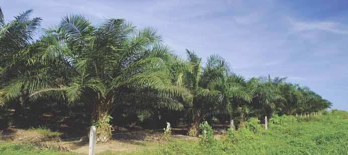 Chairman s Statement PROSPECT ACKNOWLEDGEMENT It is expected that the oil palm industry, particularly in Sarawak, will be increasingly challenging due to the rising cost of operations such as the