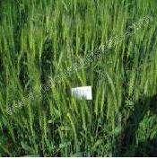 : 93 Scientific Name : Triticum, Aestivum I Plant height (cm) : 90-95 Seed rate : 100 kg /ha Spacing : Drilling at distance of 225