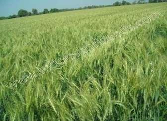: 18 Scientific Name : Triticum, Aestivum I Plant height (cm) : 95-98 Seed rate : 100 kg /ha Spacing : Drilling at distance of 225