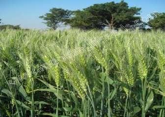 Scientific Name : Triticum, Aestivum I Plant height (cm) : 90-95 Seed rate : 100 kg /ha Spacing : Drilling at distance of 225 cm