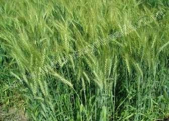 Scientific Name : Triticum, Aestivum I Plant height (cm) : 82-85 Seed rate : 100 kg /ha Spacing : Drilling at distance of 225 cm Days to 50 % flowering : 45-50 Days to