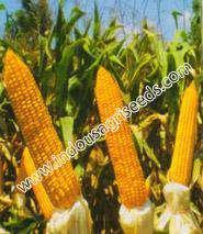 (cm) : 200-210 Leaf color : Green Leaf width : Big Days to 50 % anthesis : 60 Plant pigmentation : Green Days to 50 % silking : 64 Tassel : Loose Cob placement :