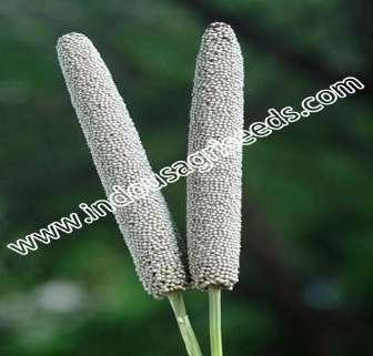 Pennisetum Typhoides Plant height (cm) : 170-180 Leaf color : Green Leaf size : Medium Days to 50% flowering : 50-52 days Days to maturity : 75-80 Earhead shape :
