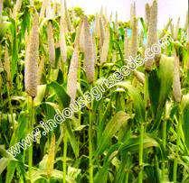 IU-RANI BAJARA IU-9999 BAJARA Scientific Name : Pennisetum Typhoides Plant height (cm) : 140-150 Leaf color : Dark Green Leaf size : Broad Days to 50 % flowering : 57-60 days Days