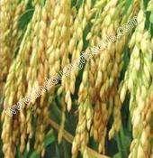 : Feely threshable Paddy INDO-US GURJARI C/F PADDY INDO-US REVTI PADDY INDO-US MOHINI PADDY Scientific Name : Oryza Sativa Plant height (cm) : 90-95 Seed rate : 20 kg /ha Days to 50