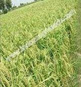 90-95 Seed rate : 20-25 kg /ha Days to 50 % flowering : 55-60 Days to maturity : 110-120 100 seed wt (gm) : 32-34 Seed color : Straw color Scientific Name : Oryza Sativa Plant