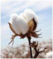 A. Indian Cotton Seed Market Cotton is one of the most cultivated crops in India, with great economic importance attached to it. The cotton seed market was valued at ` 24.86 billion in India in 2016.