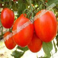 TOMATO SEEDS INDO-US- 9999 F1 HY TOMATO Scientific Name : Lycopersicon Esculentum Mill Plant type : Determinate Fruit appearance : Globe shape or square round Young mature