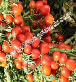 round Feature : High yield,firm flesh, good shipper Packing size : 10 g INDO-US- RED BEAUTY F1 HY TOMATO Scientific Name : Lycopersicon Esculentum Mill Plant type :