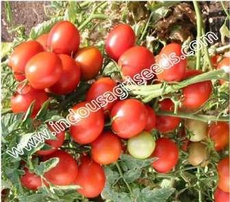 vigor : Strong Spacing : 05 x 05 m Growing season : All year round Mature fruit color : Orangish red Sugar content : 7-8 brix Packing size : 10 gm INDO-US-RAJSHAKTI F1 HY