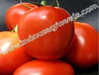 weight (gm) : 90-100 Fruit firmness : Excellent Packing size : 10 gm Disease tolerance : Tylcv Remarks : Excellent quality fruits INDO-US-RIGOUR FIGHTER F1 HY TOMATO