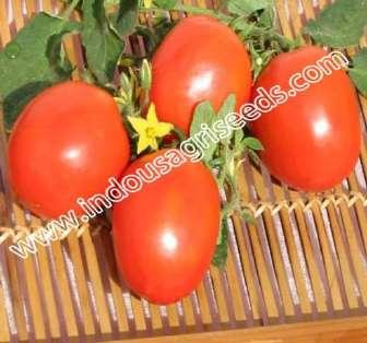 INDO-US-999 F1 HY TOMATO Scientific Name : Lycopersicon Esculentum Mill Plant habit : Determinate Plant vigor : Medium Maturity : Medium Shoulder color : UG Fruit
