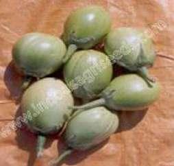 color : Green light Thorns : Thorny Season : Kharif, Rabi & Mild Summer Packing size : 10 gm Scientific Name : Solanum Melongena 1st picking : 60-70 days transplanting