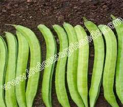 Name : Cyamopsis Tetragonoloba Fruit color : Green Fruit shape : Lathy & long Fruit length : 6-12 cm Days