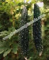 INDO-US 315 F1 HY BITTER GOURD Scientific Name : Momordica Charantia 1st picking : 55-60 days after sowing Fruit color : Dark green Fruit shape : Medium length